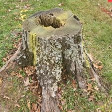 Hoagland Stump Gridning 1